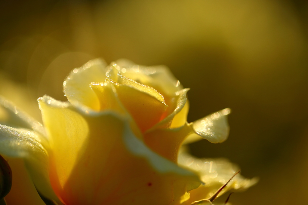黄薔薇