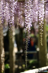 三大神社の藤