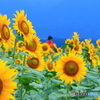 ひまわり
