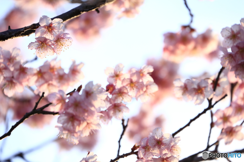 緋寒桜_3
