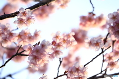 緋寒桜_3