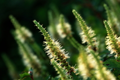 フジテンニンソウ