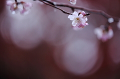 雨に濡れても