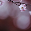 雨に濡れても