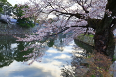 彦根城の桜_1
