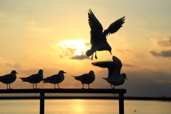 カモメが飛んだ_3