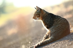 野良猫の肖像