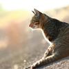 野良猫の肖像