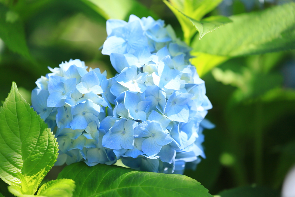 紫陽花_1