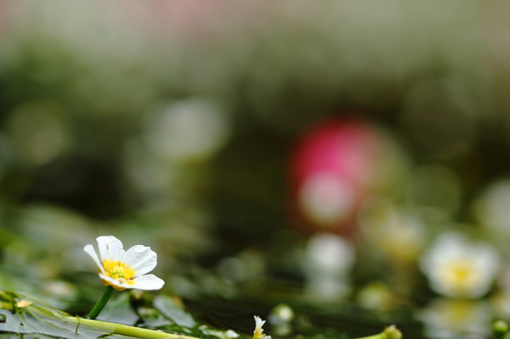 梅花藻