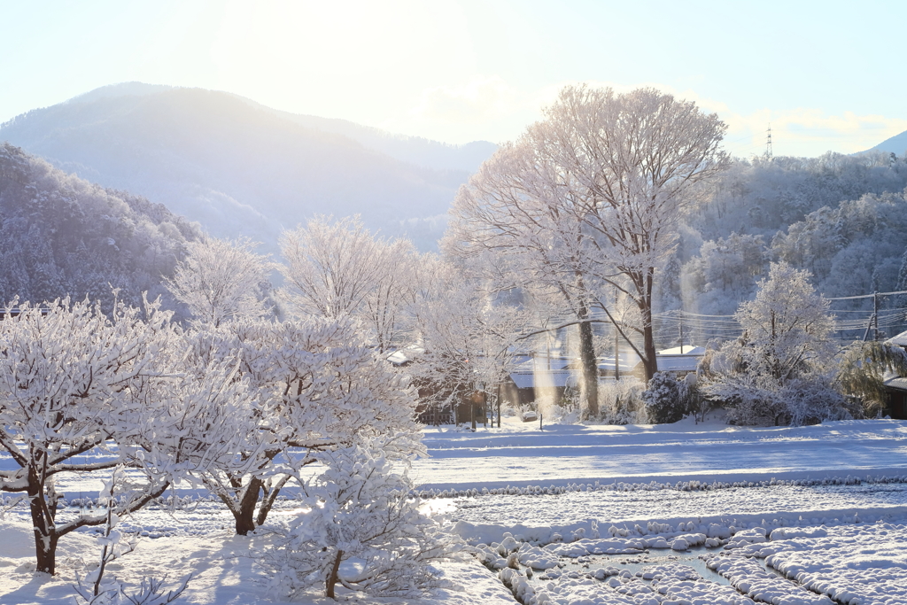 雪の朝