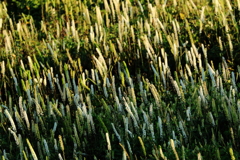 朝日に照らされて