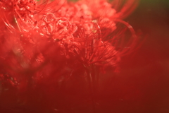 赤き花