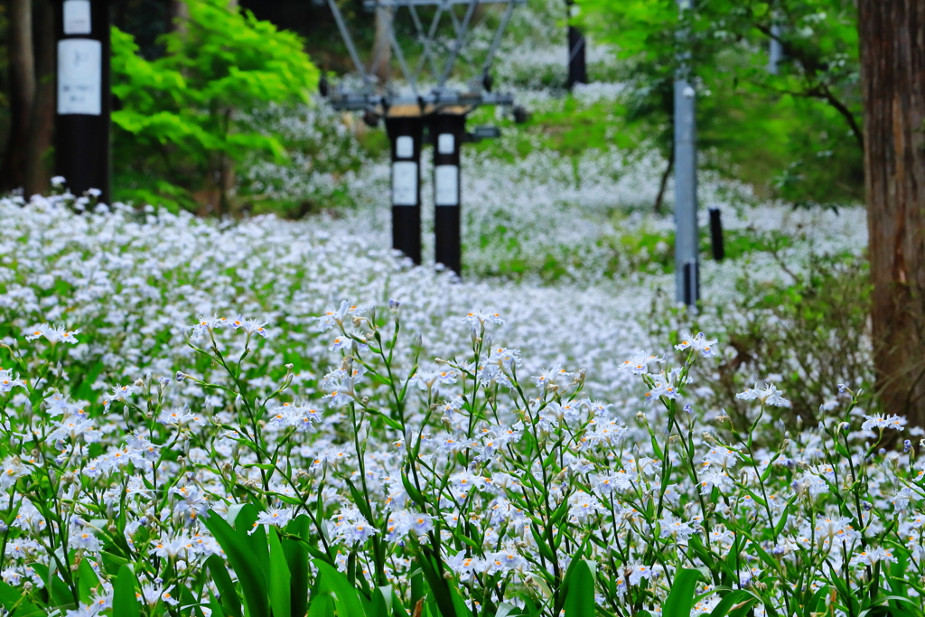 賤ケ岳のシャガ