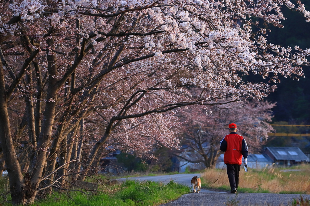 桜花_1