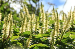 フジテンニンソウ