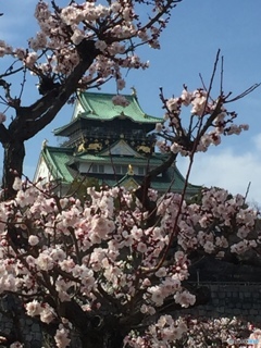 大阪城公園梅林