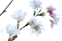 冬桜