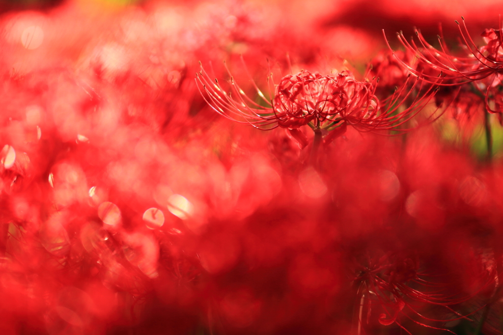 紅光