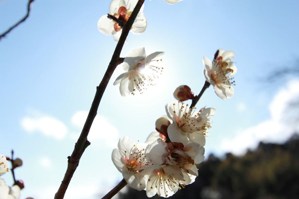 春の日差し