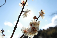 春の日差し