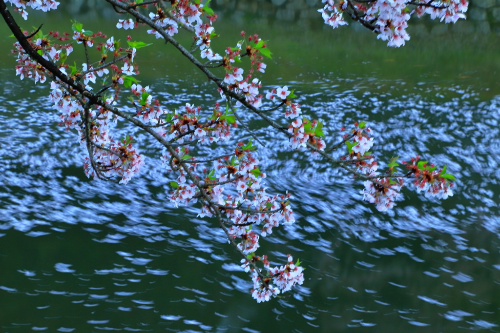 行く春_1
