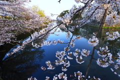 彦根城の桜_2