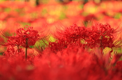 紅の野