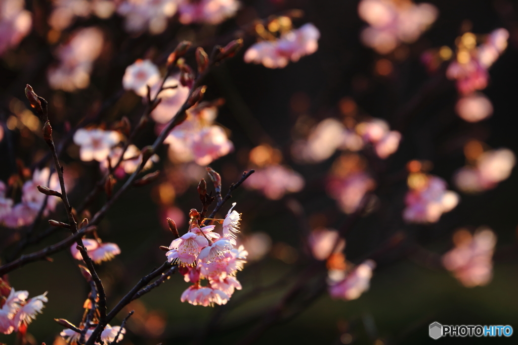 緋寒桜_4