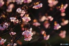 緋寒桜_4