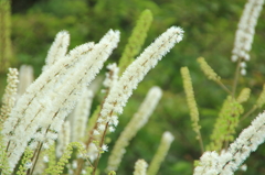 サラシナショウマ