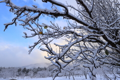 雪カリン