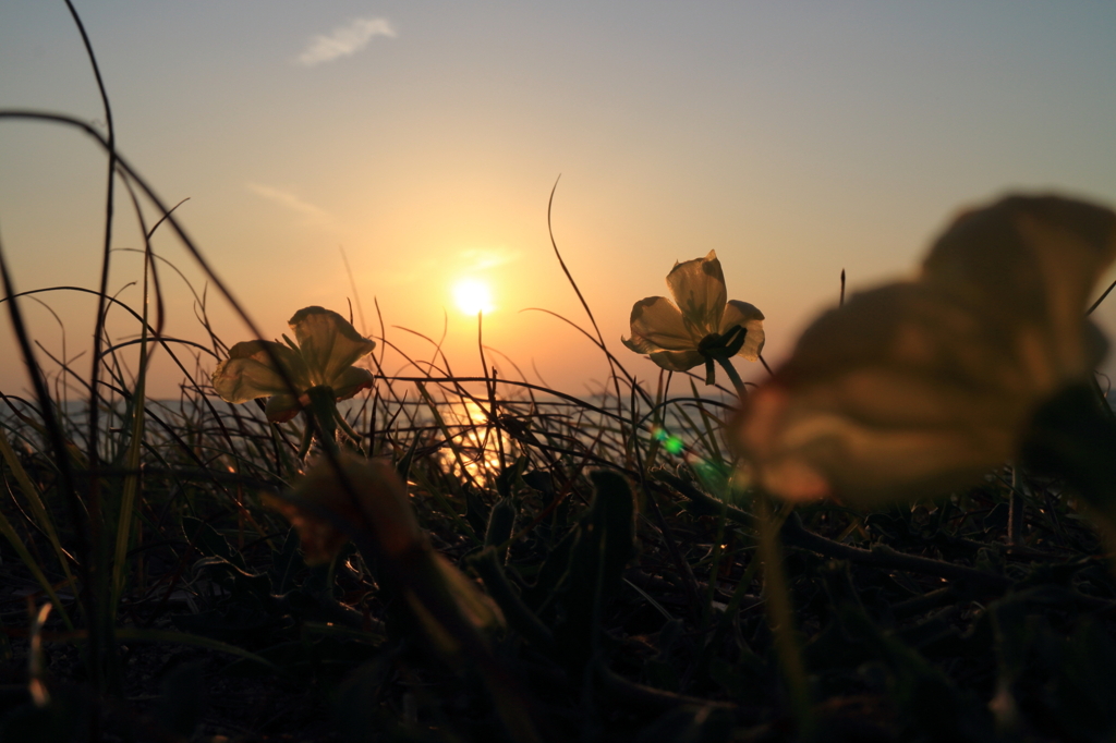 夕日を眺める花