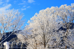 雪の花