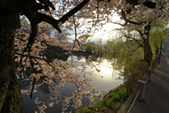 彦根城の桜_3