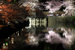 彦根城の桜_7