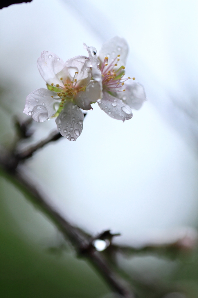 雨に打たれて