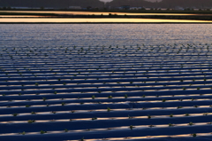 夕陽のキャベツ畑