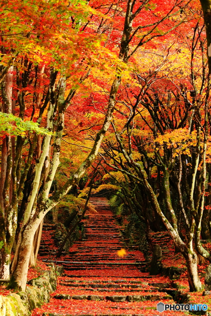 鶏足寺_1