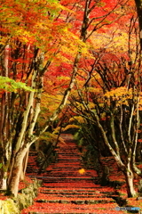 鶏足寺_1