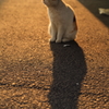 黄昏時に何想う