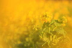 菜の花