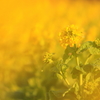 菜の花