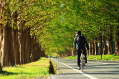 朝の並木道を行く