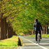 朝の並木道を行く