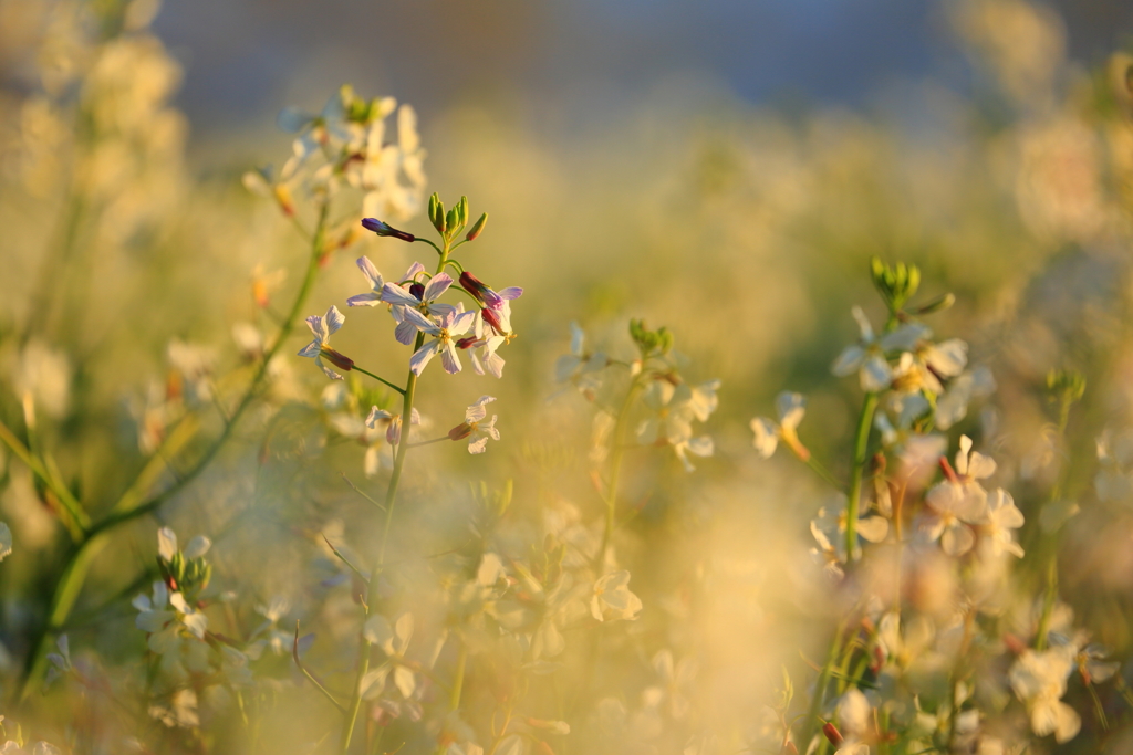 ハマダイコン_2