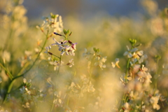 ハマダイコン_2