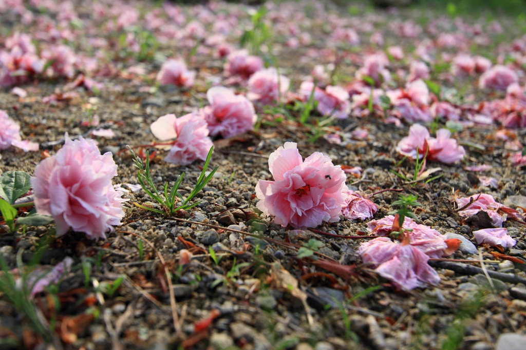 落花