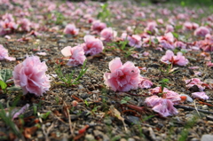 落花