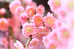梅_5